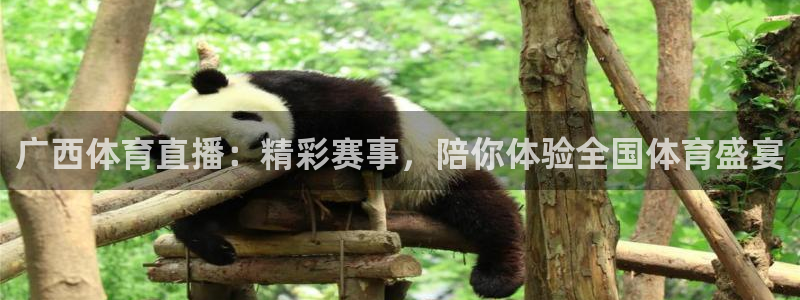 熊猫体育比赛直播：广西体育直播：精彩赛事，陪你体验全国体育盛宴